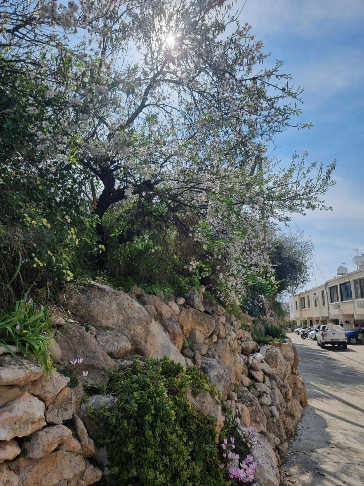 Villa Mediterranean Valley à Paphos Extérieur photo